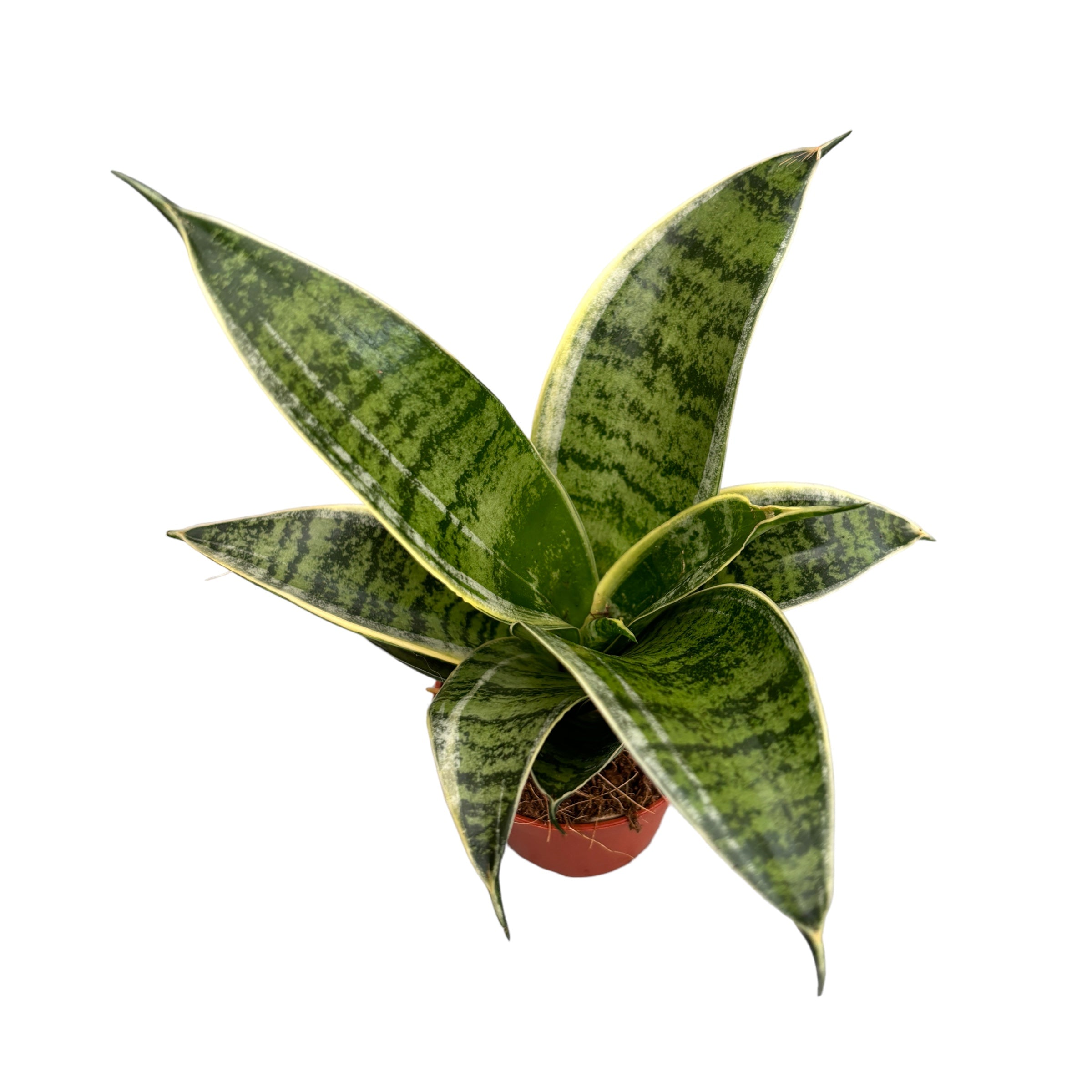 Sansevieria Hahnii 'Silver Star' D6