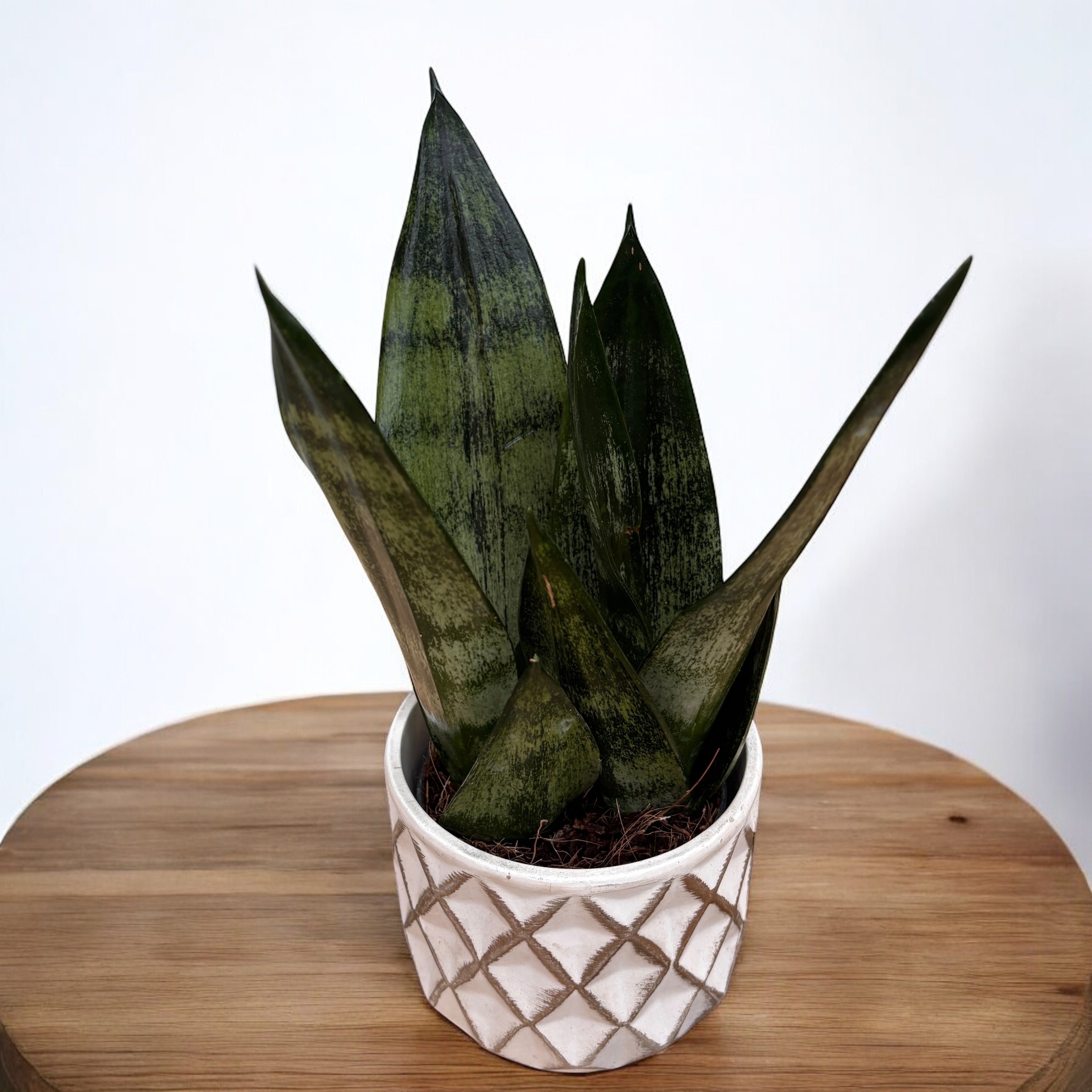 Sansevieria ‘Frozen’
