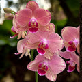 Phalaenopsis Pirate Picotee