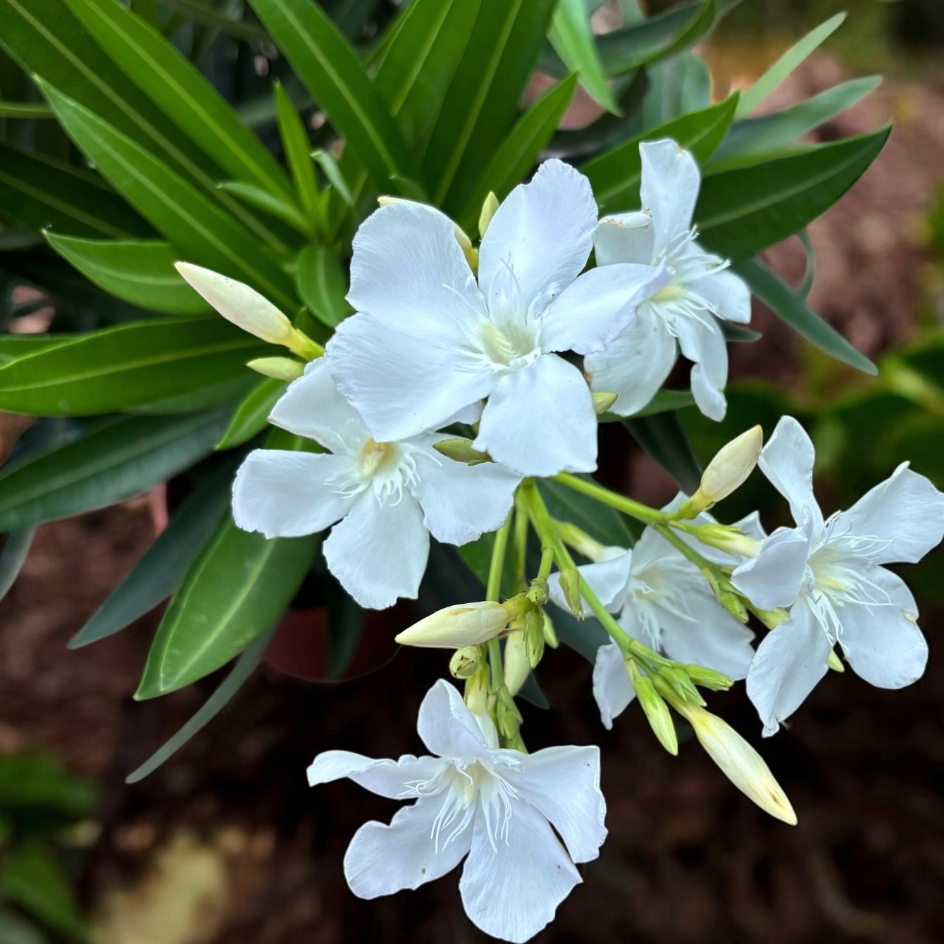 Nerium oleander ‘White’ - leandru alb cu flori elegante