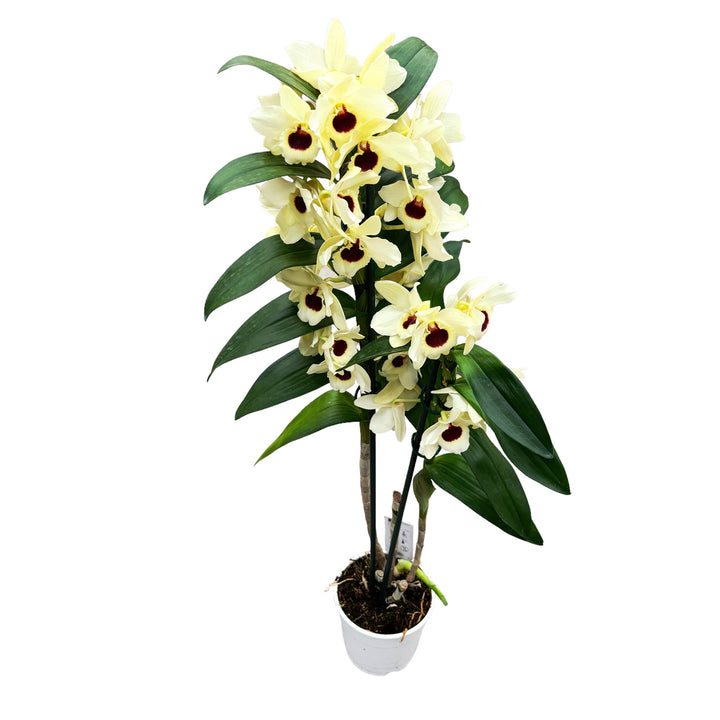 Dendrobium Golden Blossom