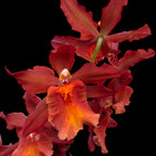 Oncostele Tom Cat ‘Cayenne’