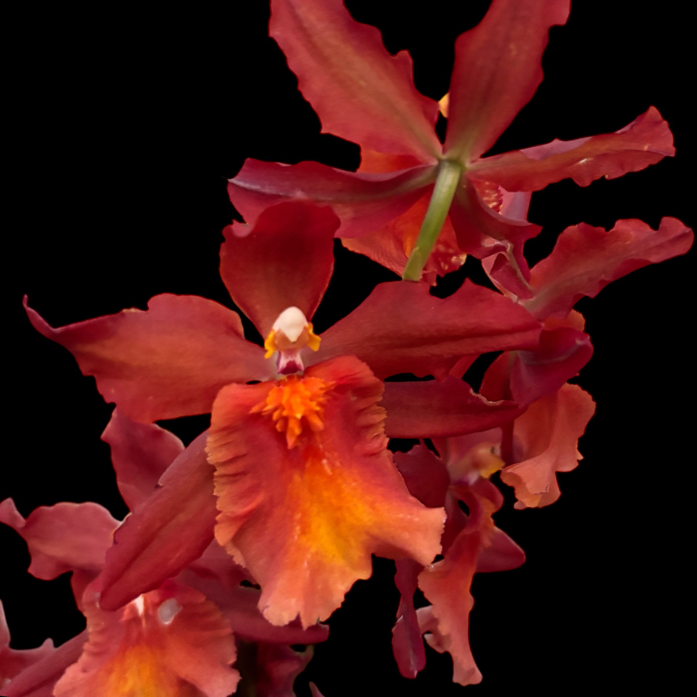 Oncostele Tom Cat ‘Cayenne’