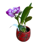 Rlc. Tsiku Amante parfumata