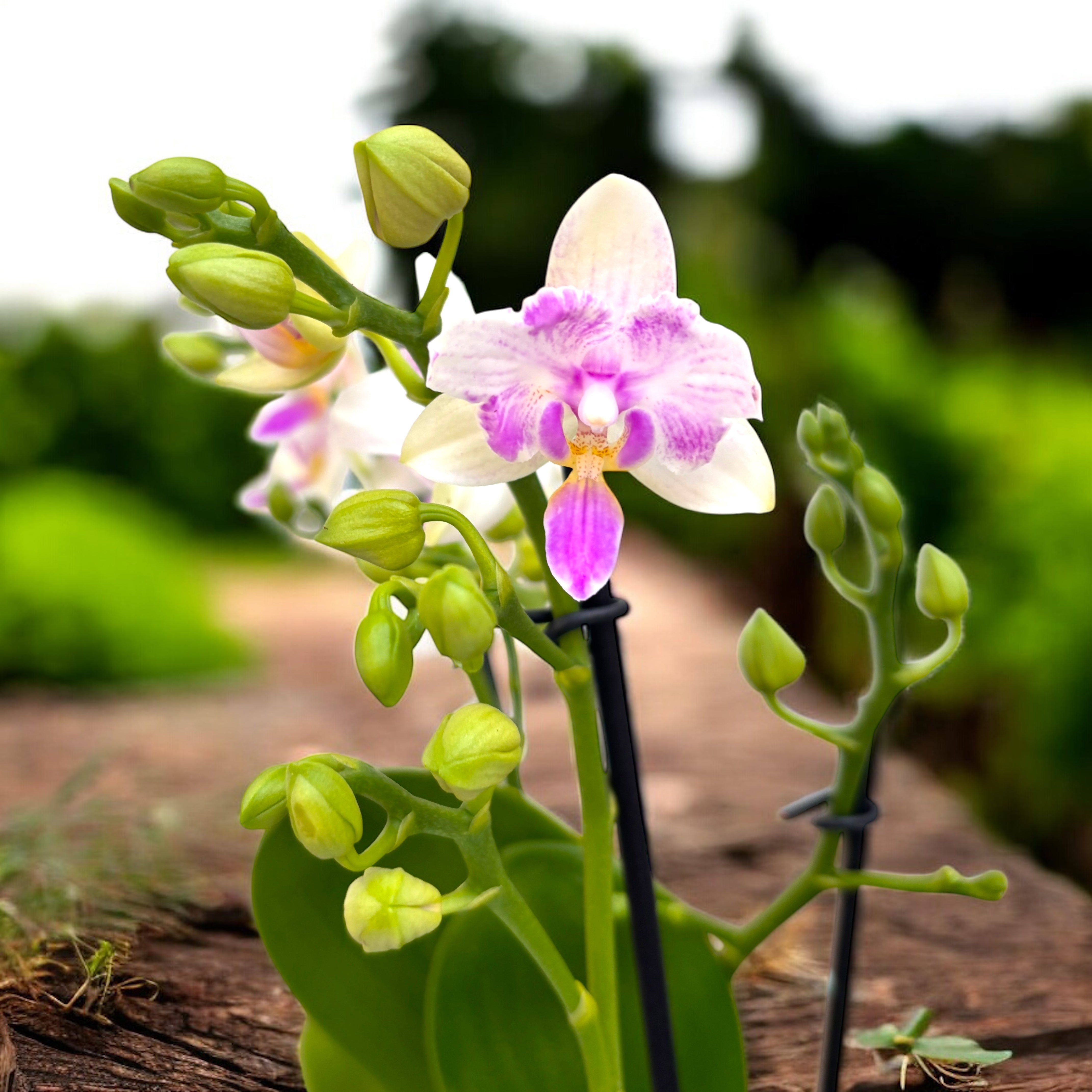 Phalaenopsis Blossom Bliss (flori pelorice) – Secret Garden Plant Shop