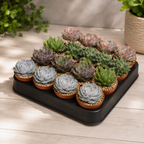 Echeveria Mini-Mix