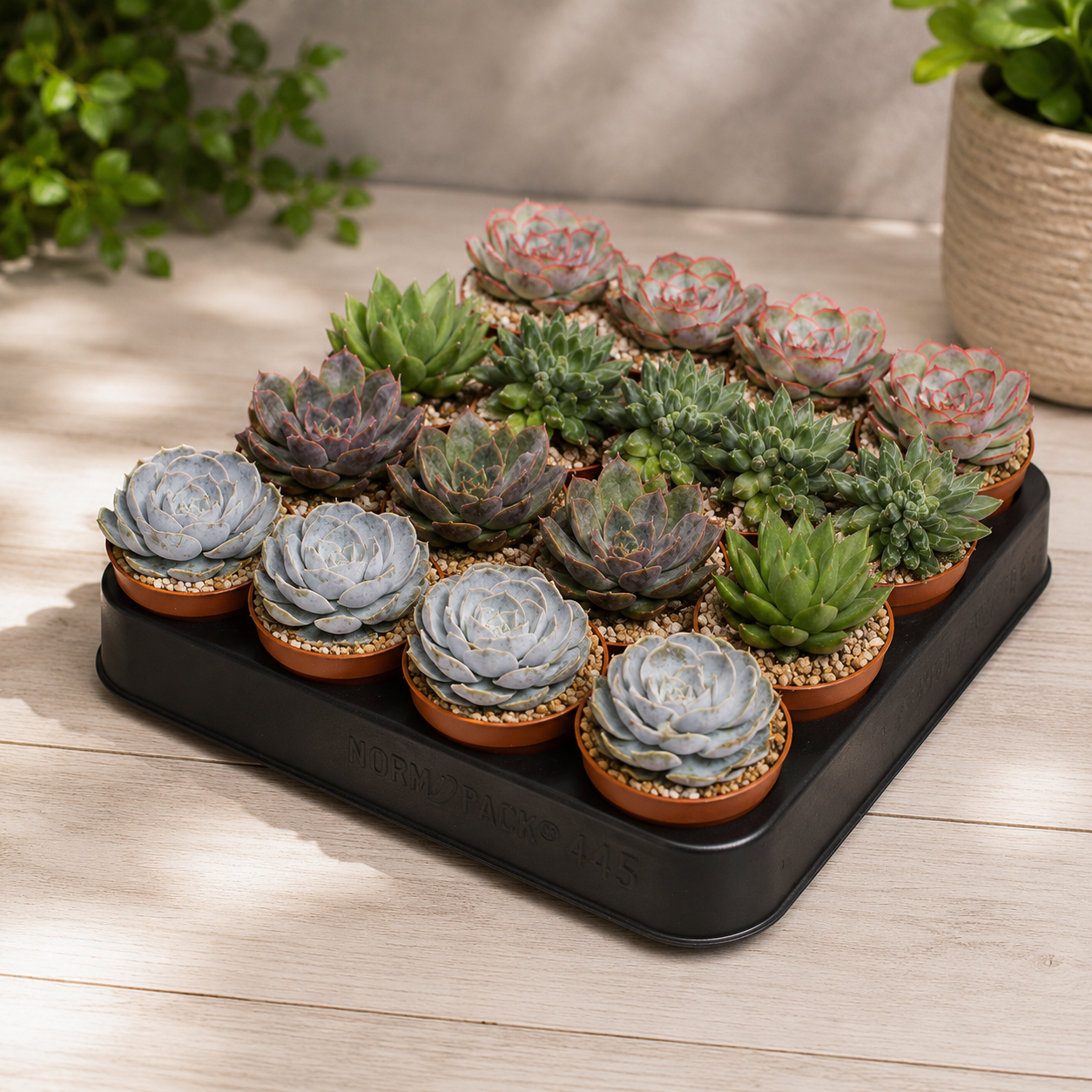 Echeveria-Mix - Set mit 20 Pflanzen
