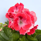 Pelargonium grandiflorum ‘Mandarin’ - Englische Geranien
