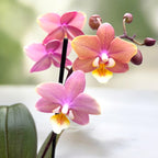 Phalaenopsis Melion - intensiv duftende Blumen (Parfüm Kollektion)
