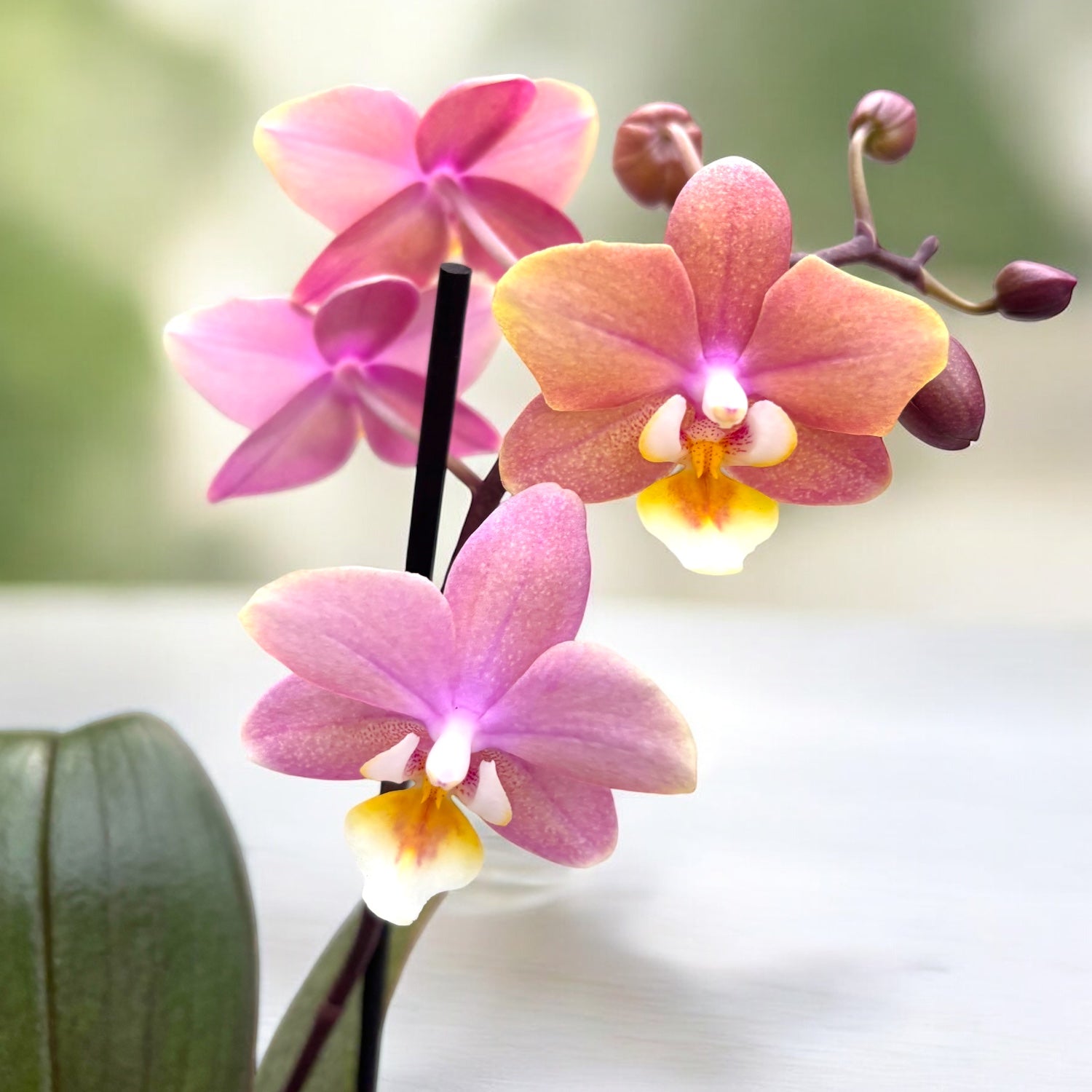 Phalaenopsis Melion - intensiv duftende Blumen (Parfüm Kollektion)