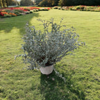 Eucalipt - Eucalyptus 'Moon Lagoon' bush (cultivar pitic)