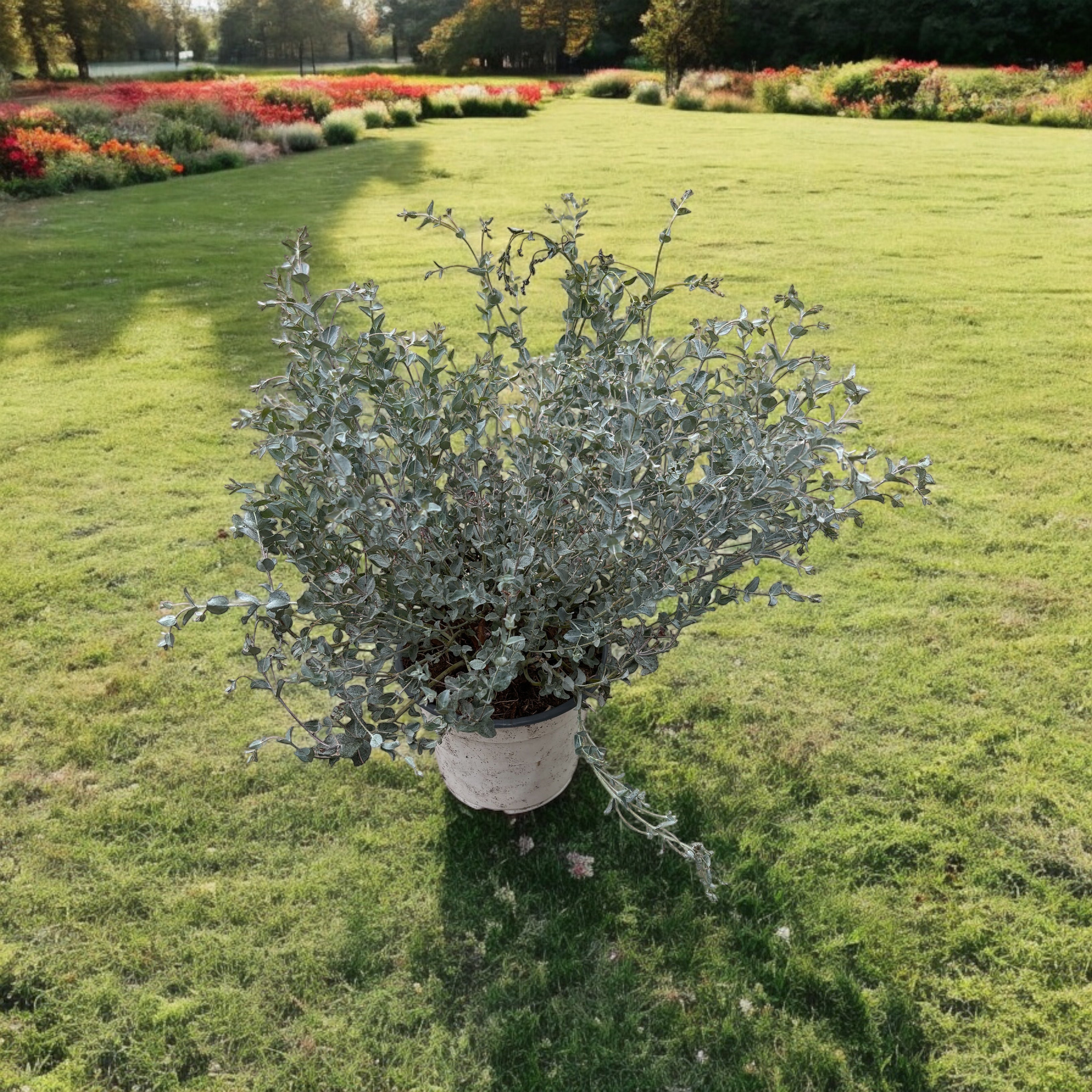 Eucalipt - Eucalyptus 'Moon Lagoon' bush (cultivar pitic)