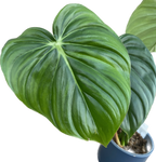 Philodendron McDowell – ibrido raro con fogliame impressionante