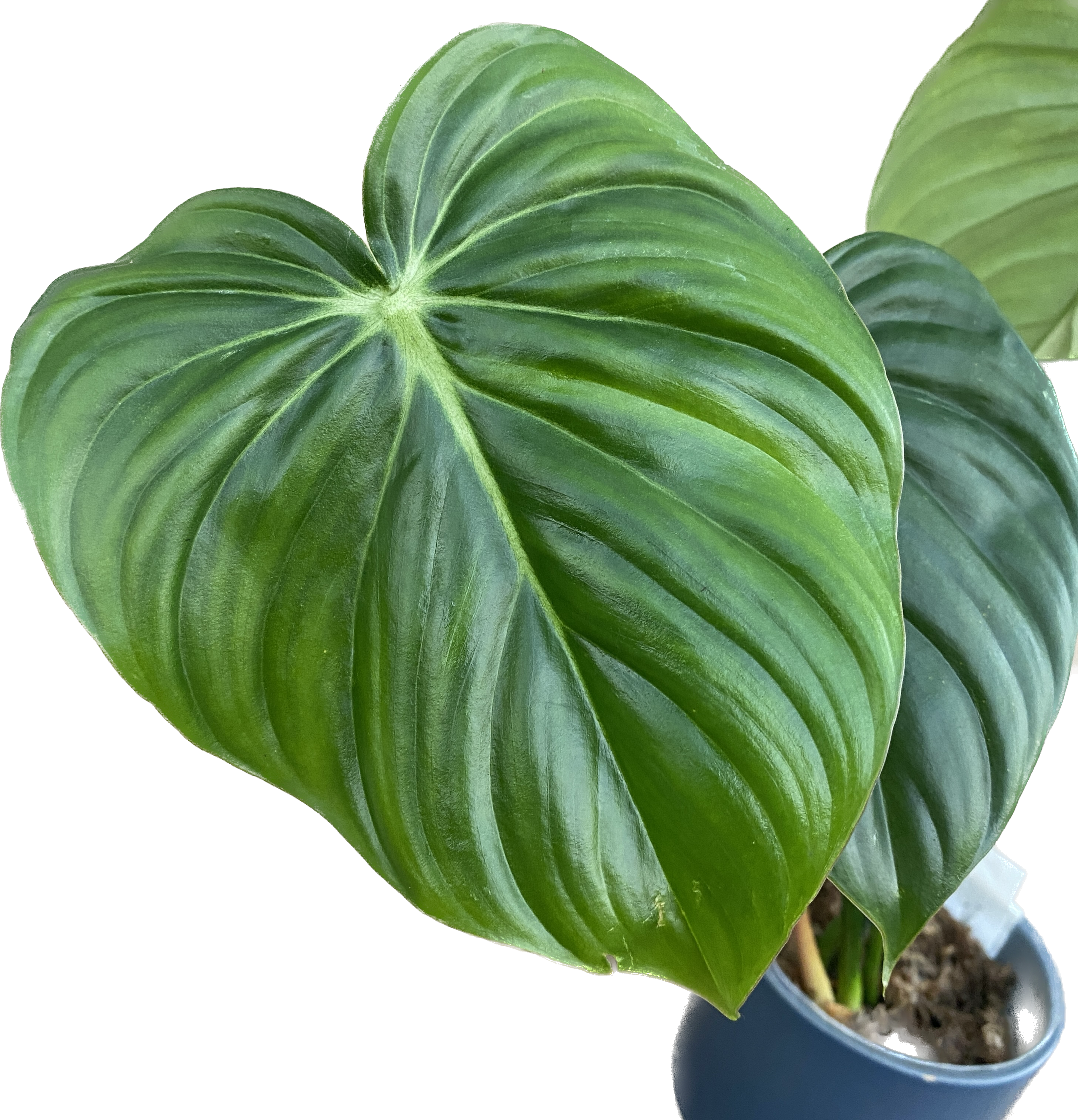 Philodendron McDowell – hibrid rar cu frunzis impresionant
