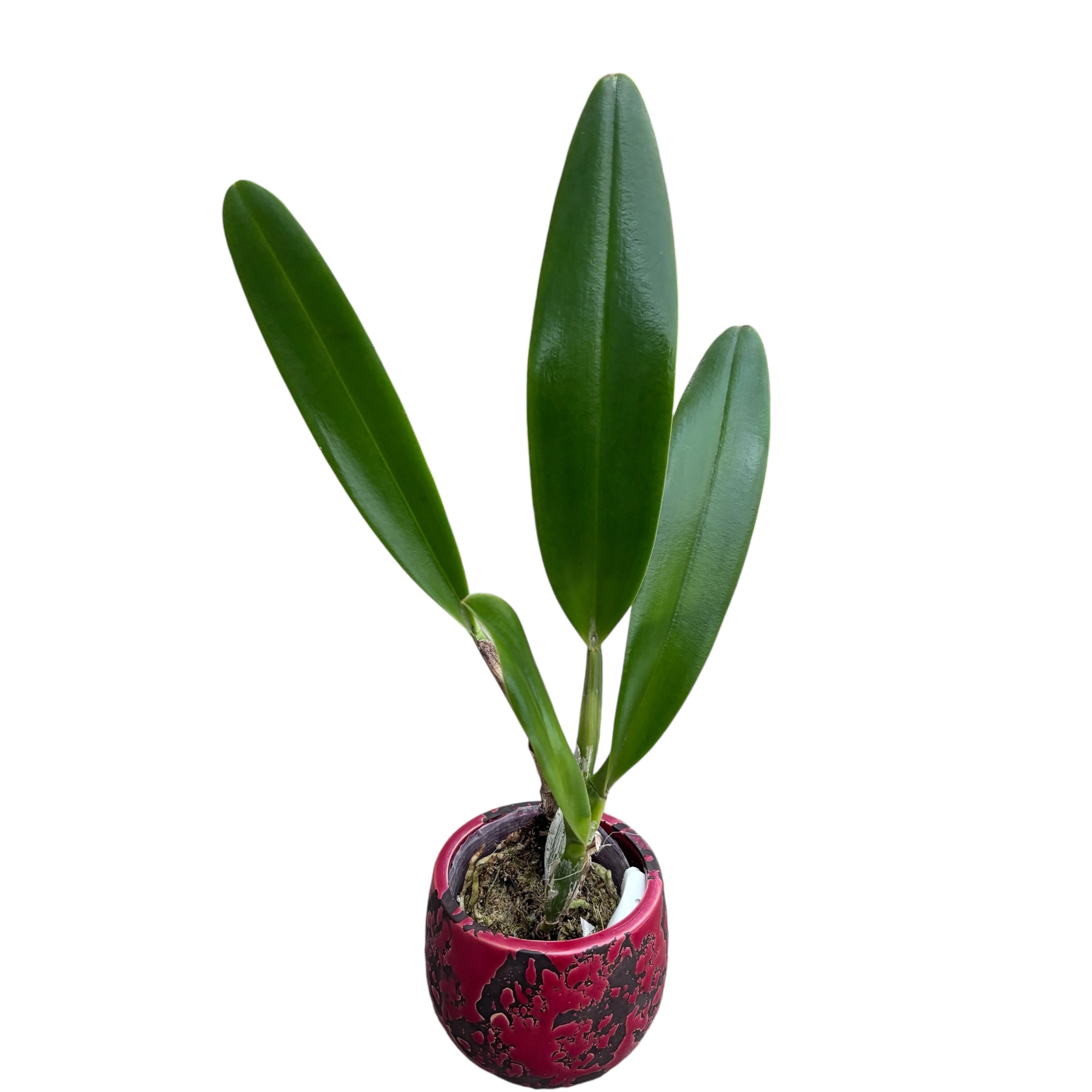 Rlc. Cornerstone - fragrant, XL flowers