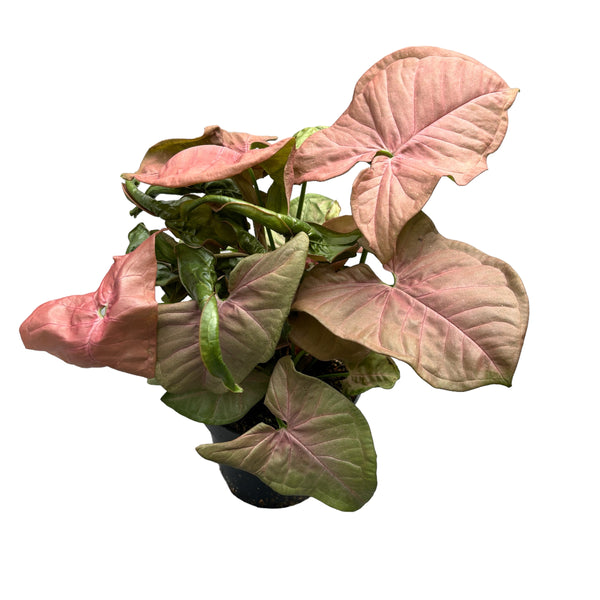 Syngonium podophyllum ‘Red Heart’