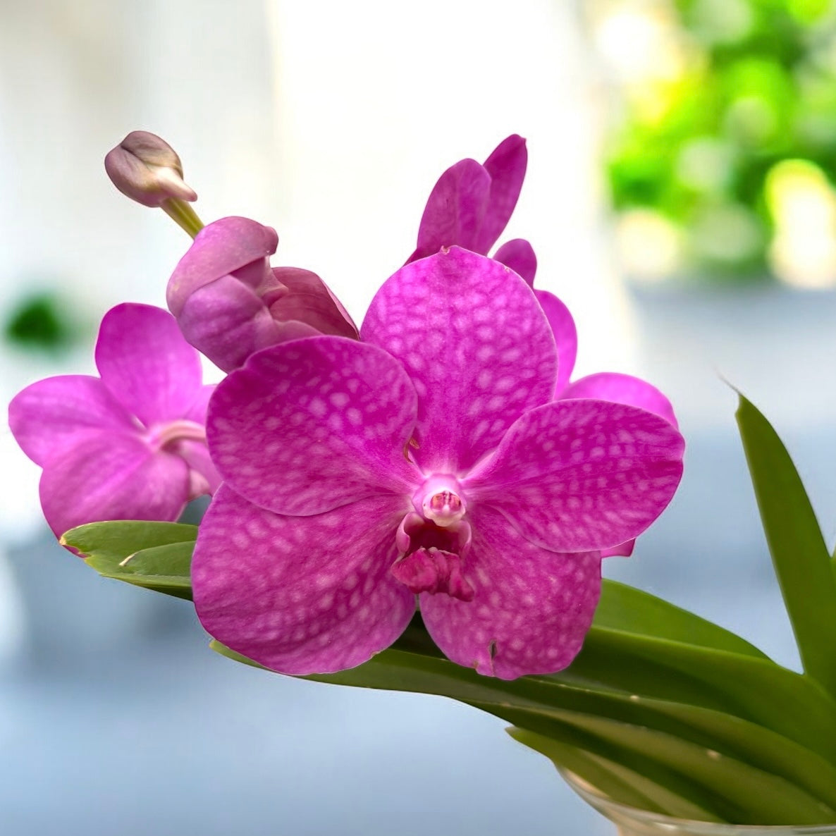 Vanda TAYANEE Cerise (Ansu)