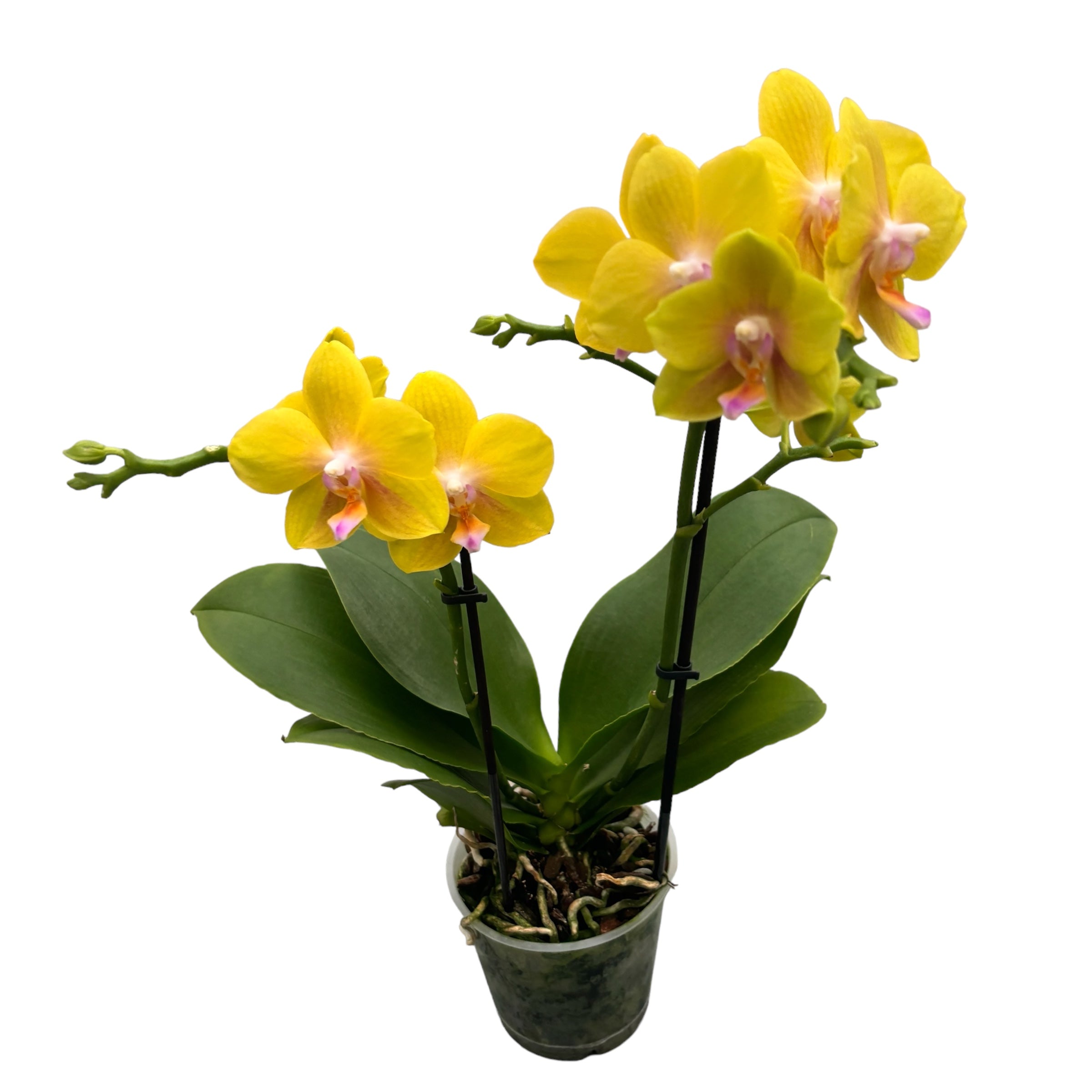 Phalaenopsis Limited #56 - flori parfumate