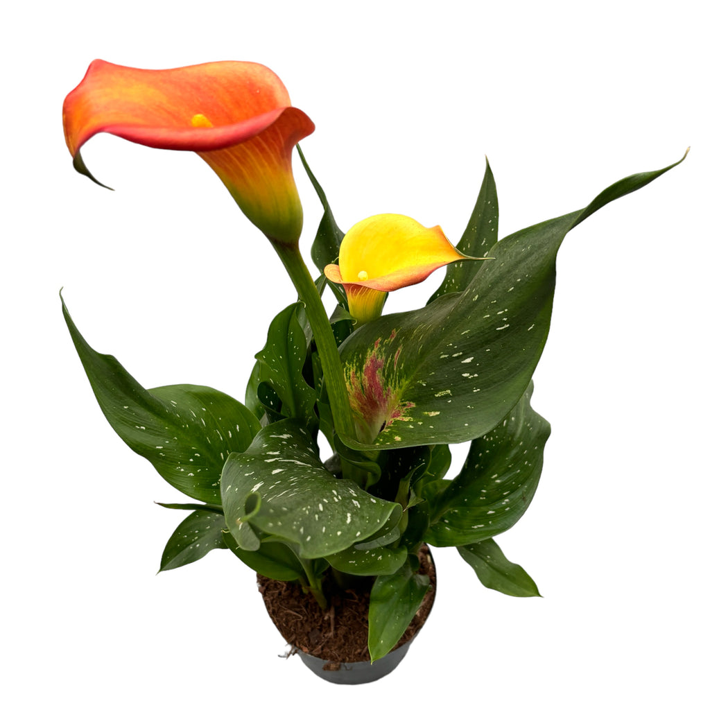 Zantedeschia 'Morning Sun' (Calla orange)