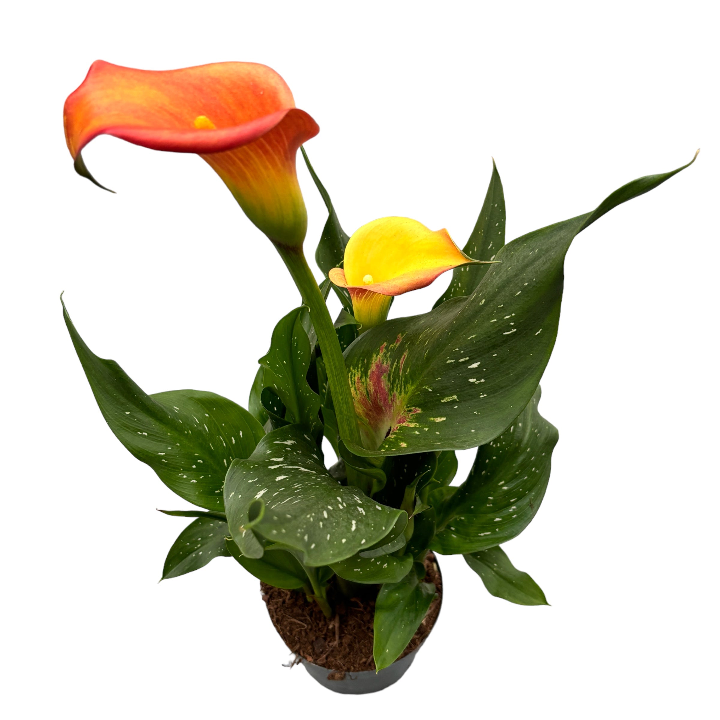 Zantedeschia 'Morning Sun' (Cale portocalii)