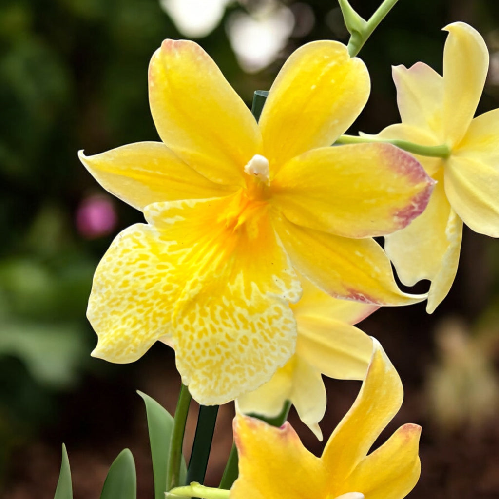 Burrageara Nelly Isler 'Yellow' - intensiv duftende Blumen