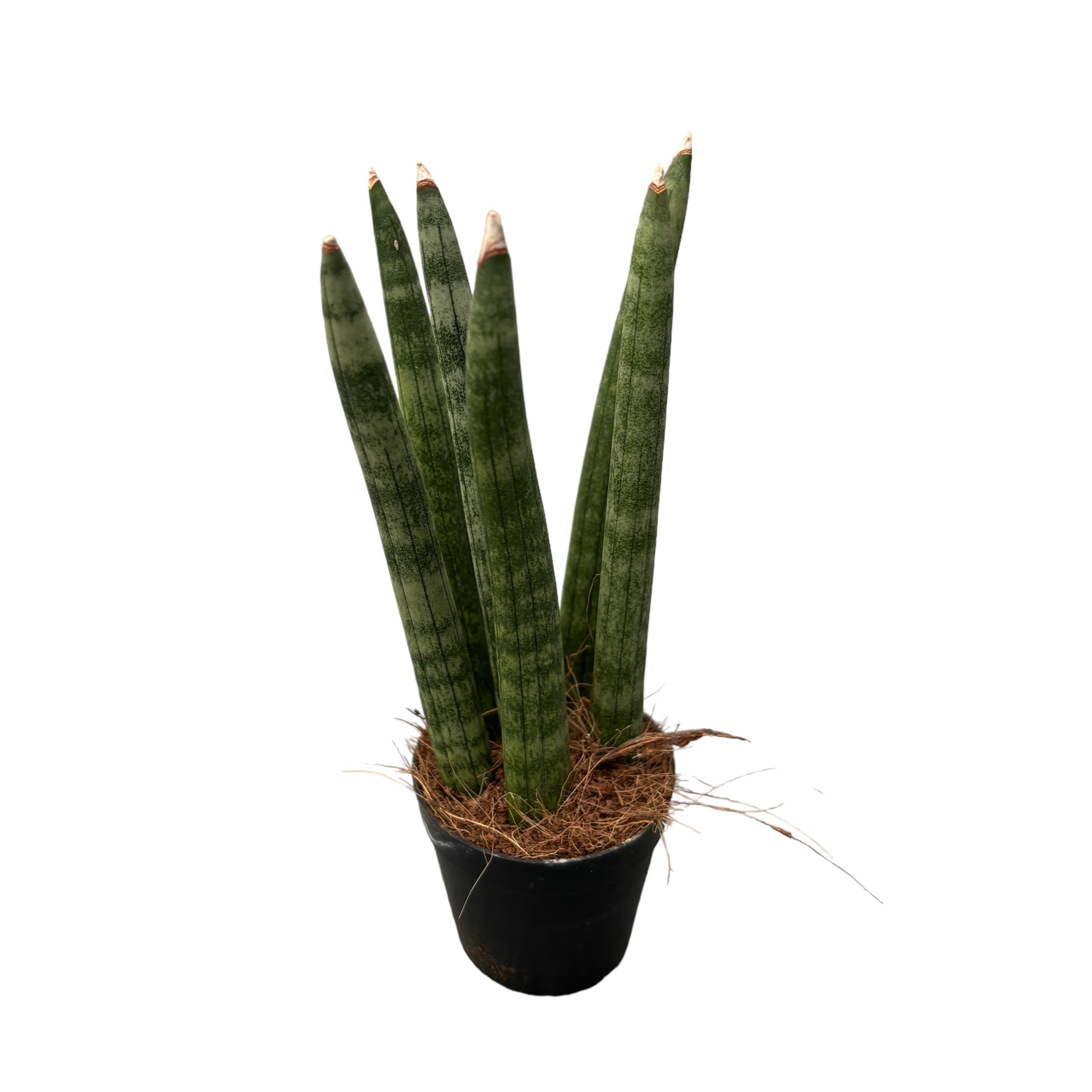 Sansevieria cylindrica straight