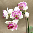 Phalaenopsis Miki Ice Cube (pelorisch)