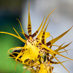 Brassidium Shooting Star - flori parfumate