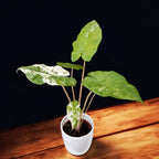 Alocasia odora 'Variegata-Batik'