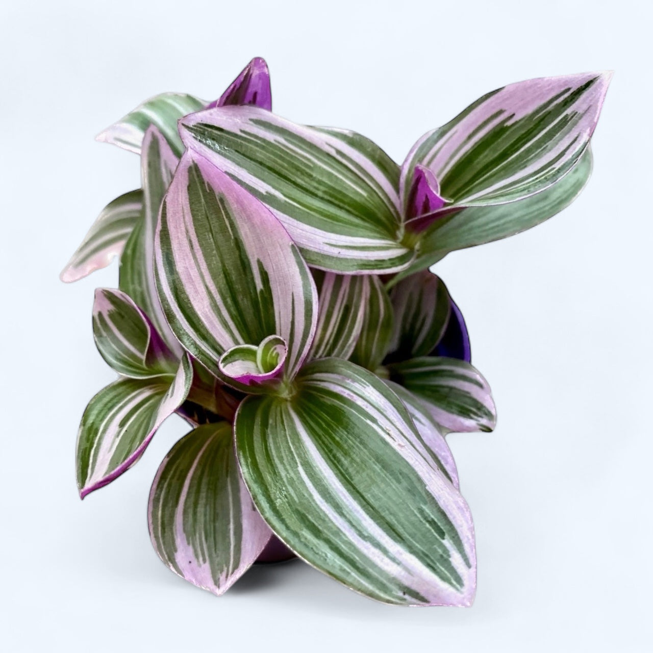 Tradescantia albiflora 'Nanouk' D7 (2-3 plante/ghiveci)