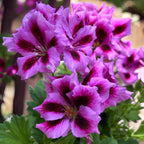 Pelargonium Grandiflorum 'Cynthia’ (muscate englezesti)