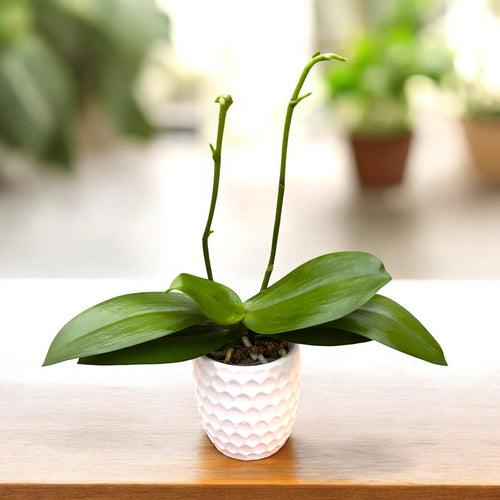 Phalaenopsis Sogo Red Star (pelorik) - mirisni cvjetovi