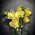 Phalaenopsis Sunny Bunny