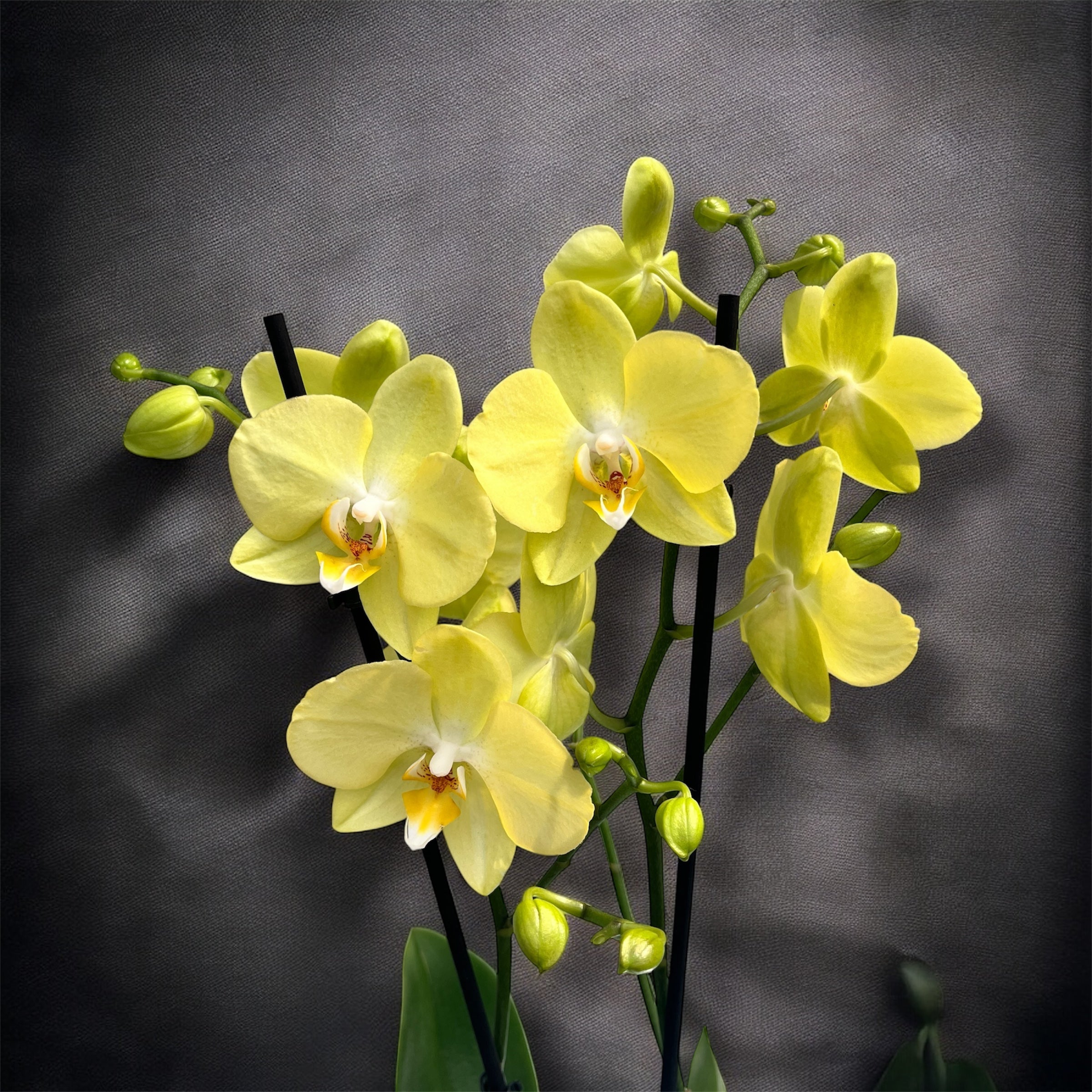 Phalaenopsis Sunny Bunny