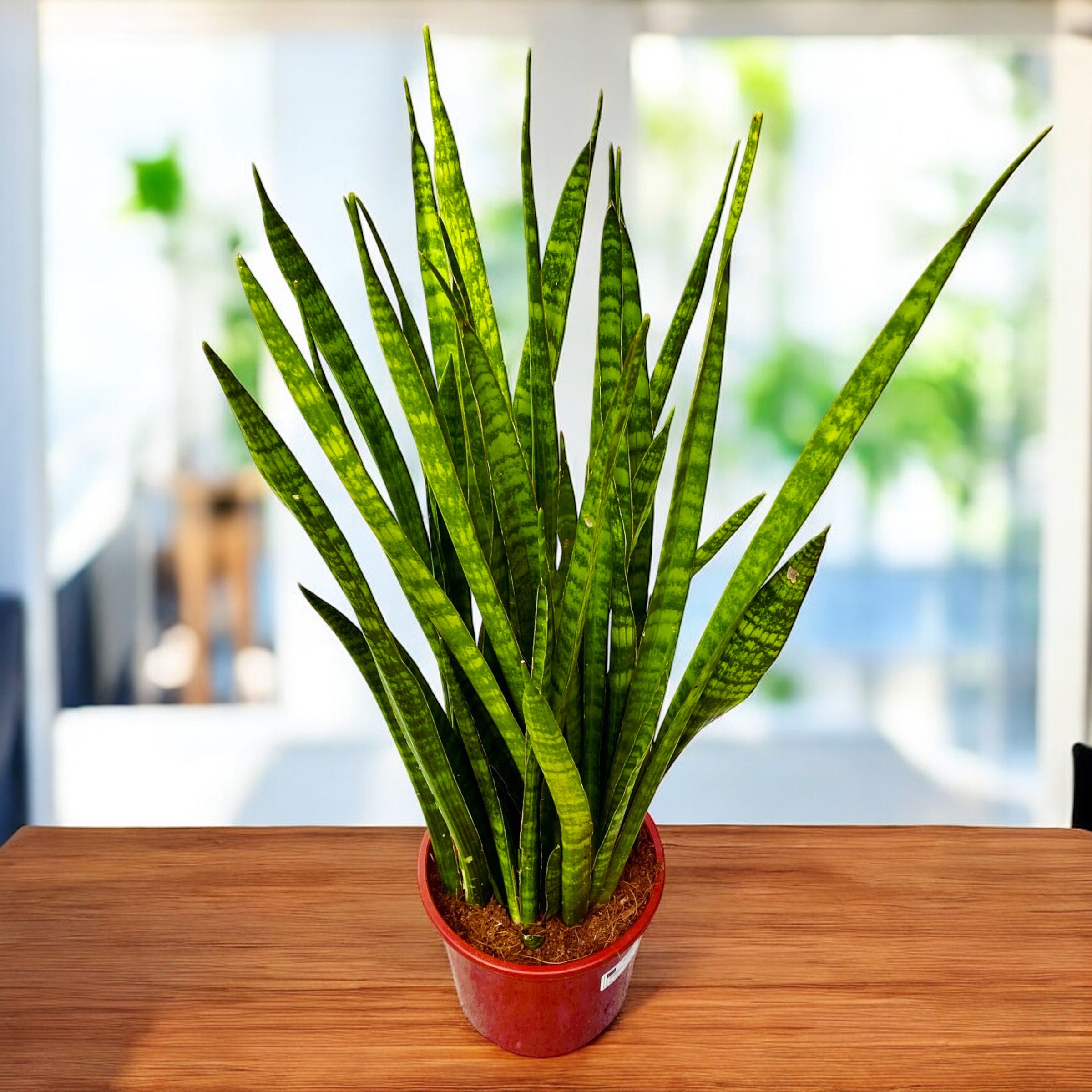Sansevieria zeylanica ‘Greenline’ – eleganta verticala si rezistenta desavarsita