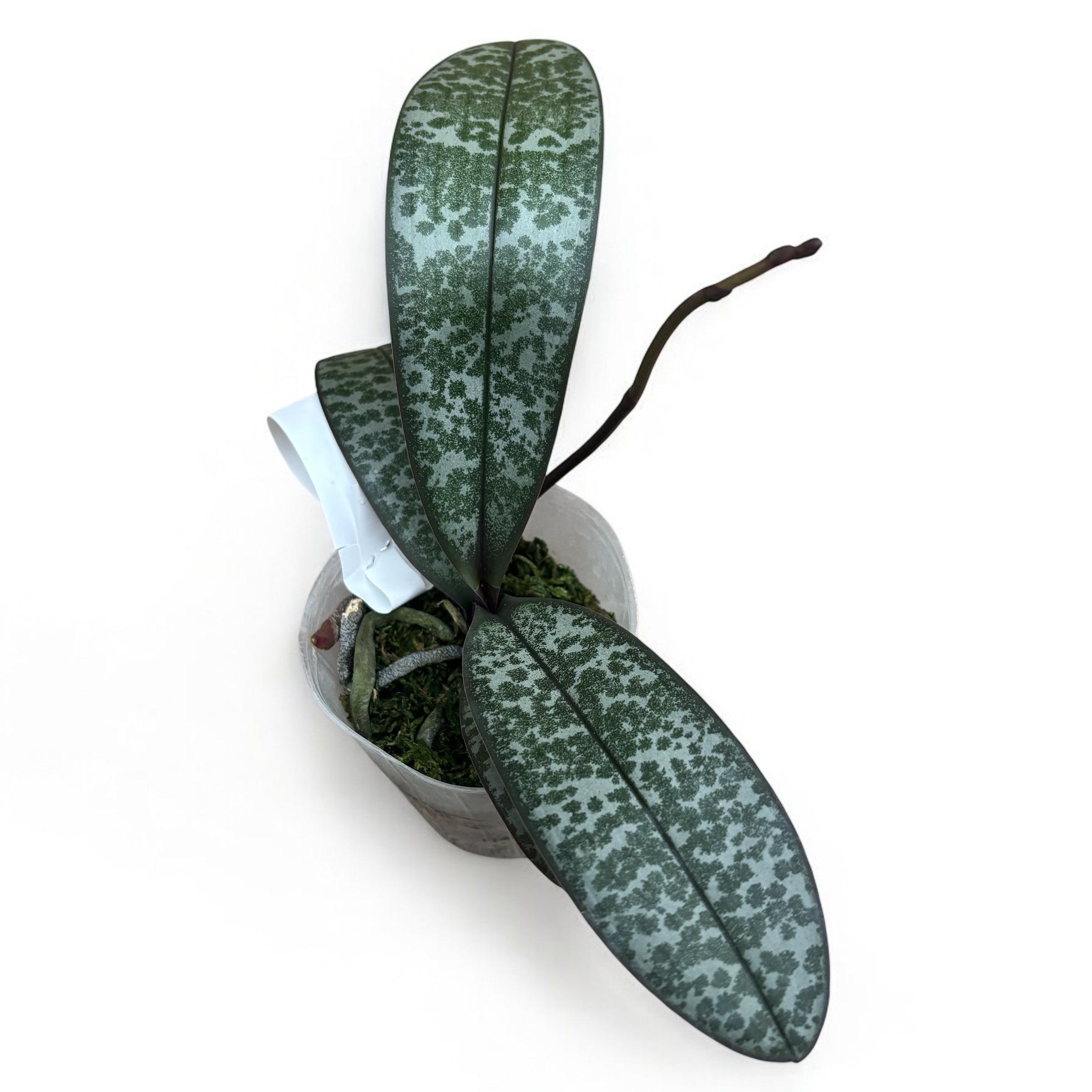 Phalaenopsis schilleriana - flori parfumate