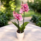 Phalaenopsis Salmon