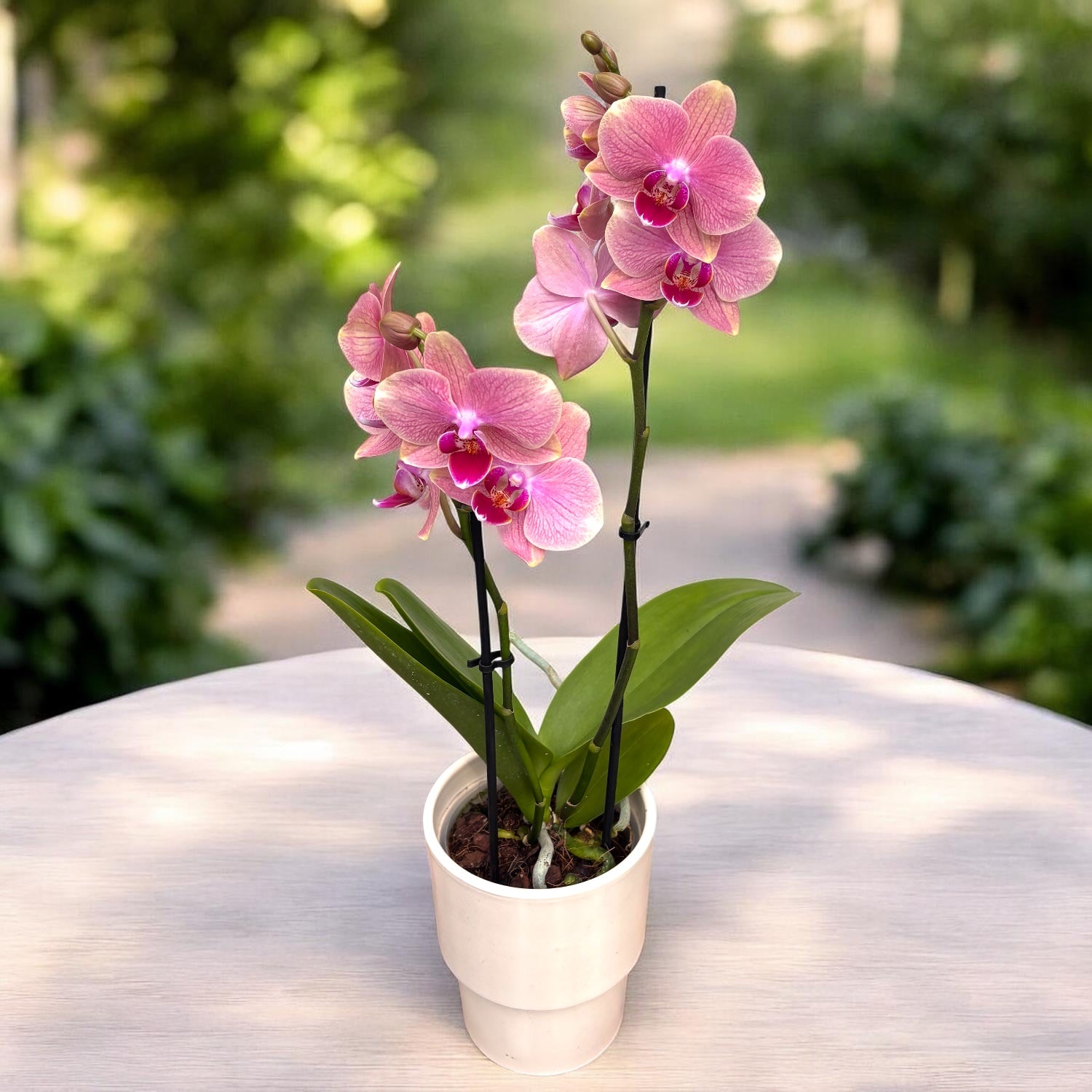 Phalaenopsis Salmon