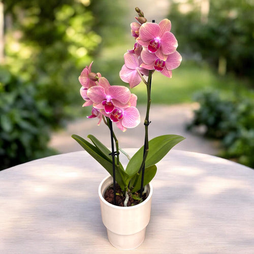Phalaenopsis Salmon
