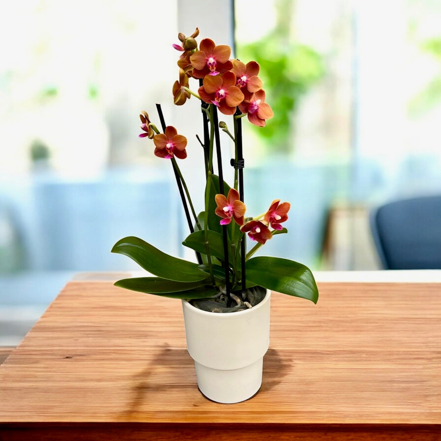 Phalaenopsis Lioulin Diana 'Maui Sunset' - fiori profumati