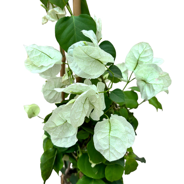 Bougainvillea 'White' - the white paper flower D15 (2 plants/pot)