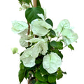 Bougainvillea 'White' - bílá papírová květina D15 (2 rostliny/květináč)