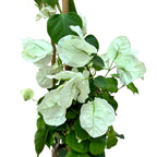 Bougainvillea 'White' - bílá papírová květina D15 (2 rostliny/květináč)