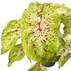 Caladium Miss Muffet