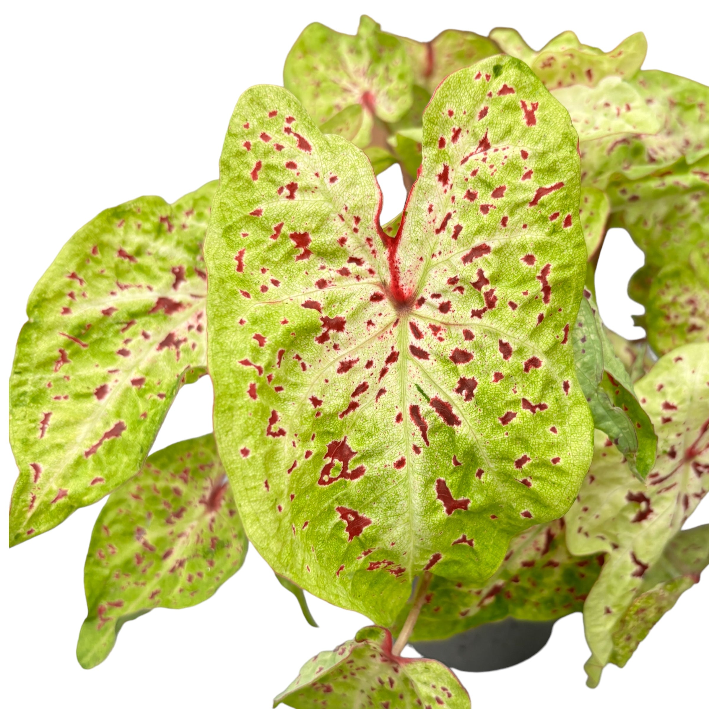 Caladium Miss Muffet