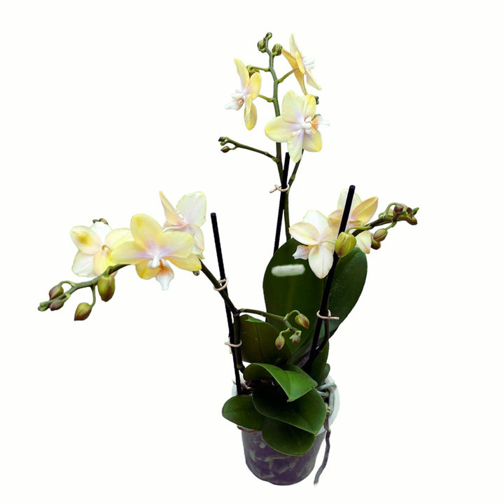 Phalaenopsis Bronze Buddha 'Lemon' (Bolgheri Lemon) - flori parfumate