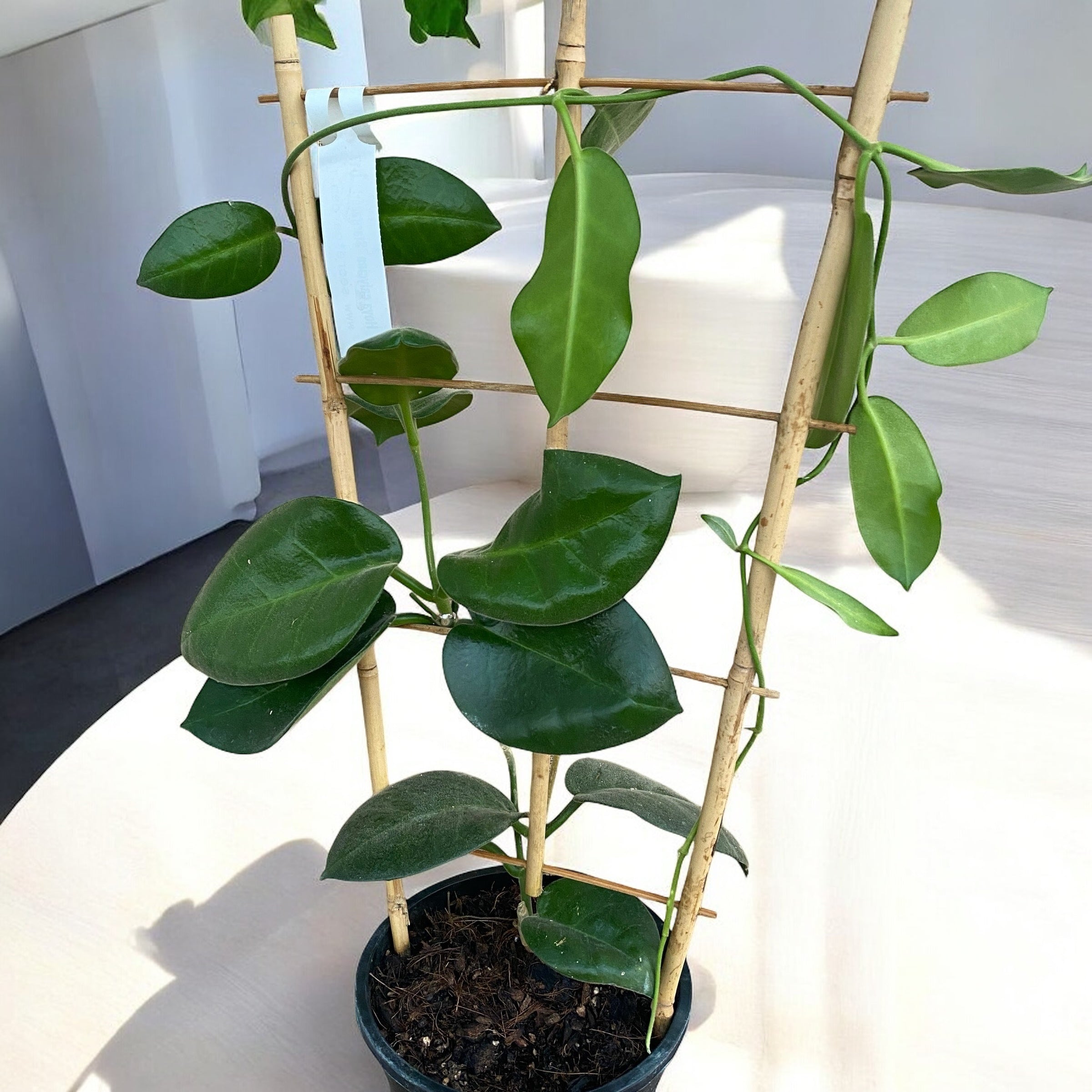 Hoya calycina 'Stargazer' - exemplare XL - cea mai parfumata Hoya