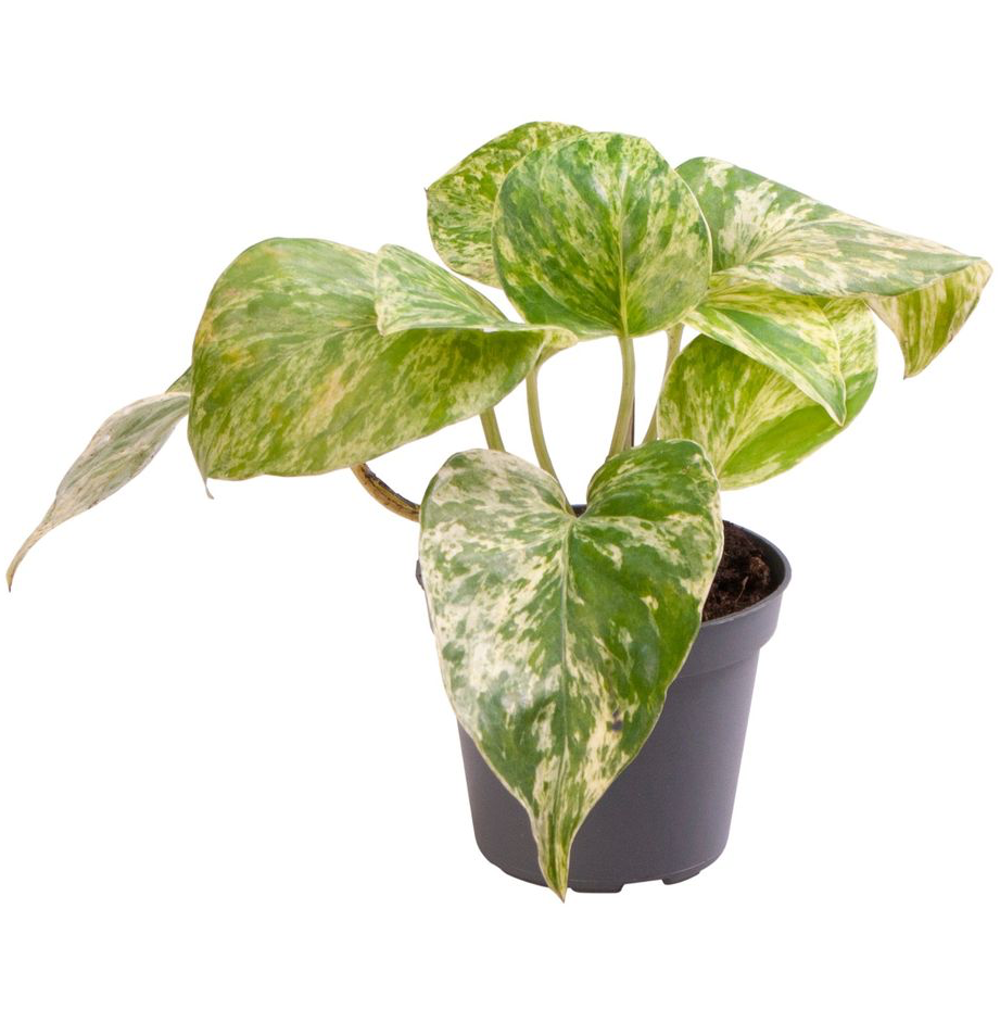 Epipremnum aureum 'Marble Queen' (babyplant)