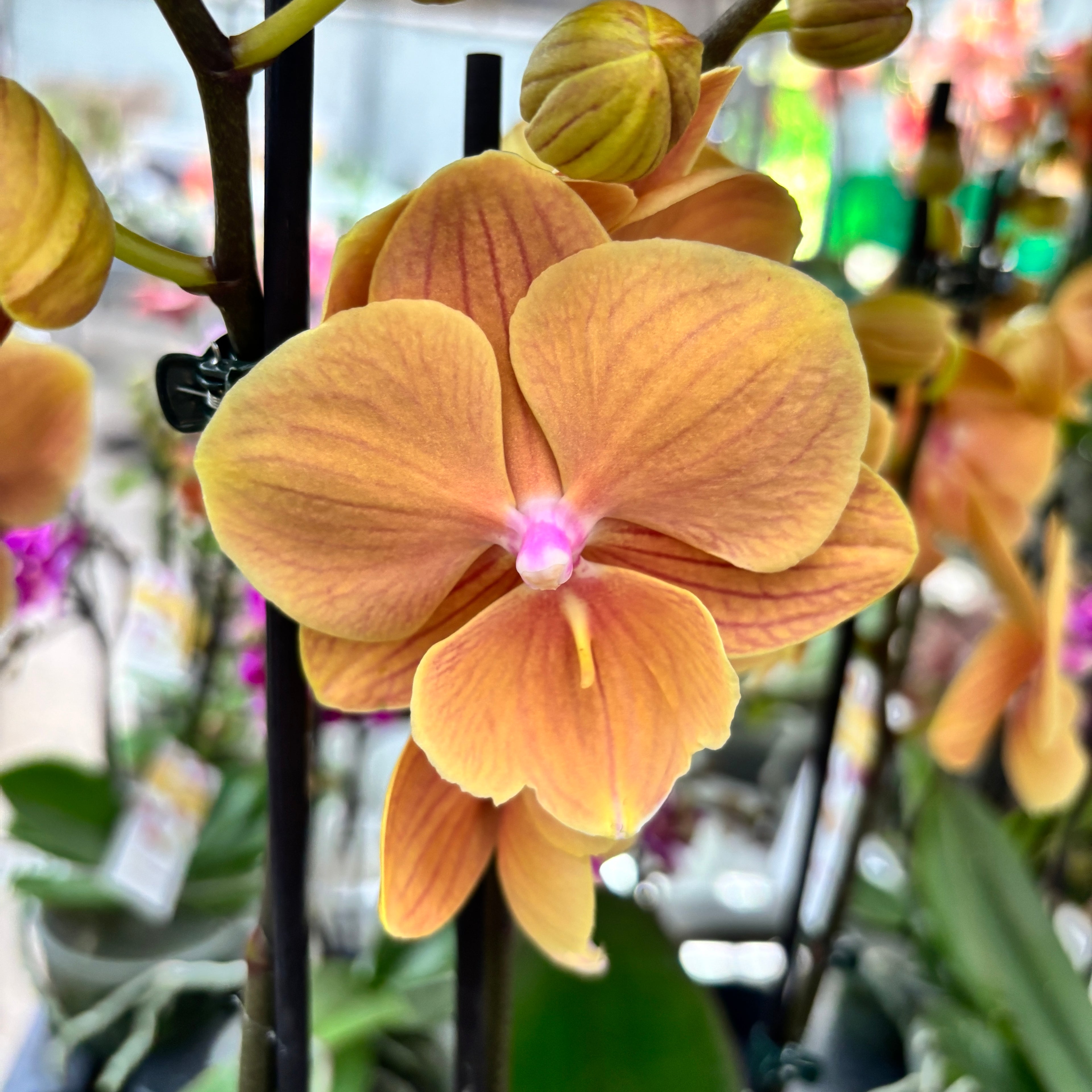 Phalaenopsis Charming Sunset grande labbro