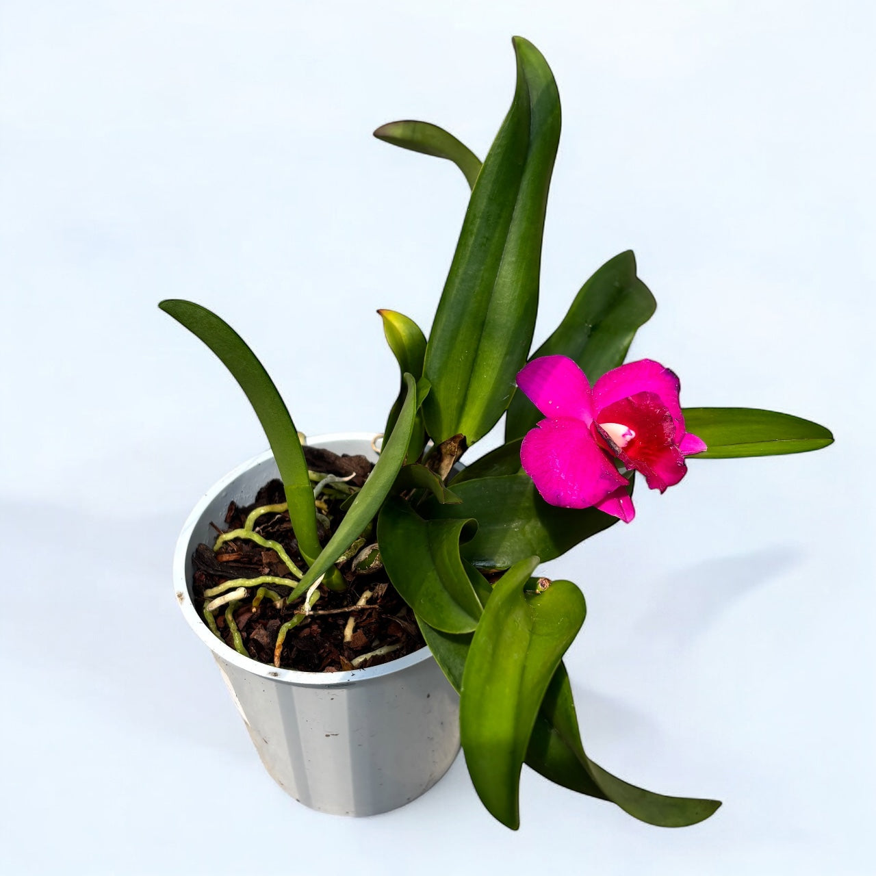 Cattleya #25